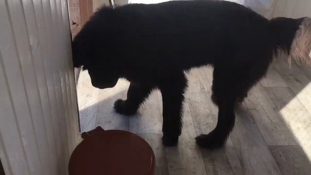 ЧТО ДЕЛАТЬ ЕСЛИ МОЯ СОБАКА, СЛИШКОМ МНОГО ЛАЕТ? HAPPY PETS