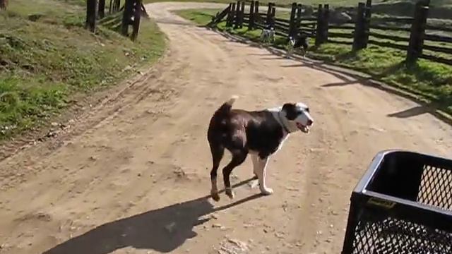 ТАНЦЫ НА КОВБОЙСКОМ  РАНЧО  ТАНЕЦ СОБАКИ