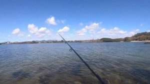 Shore casting using DUO Terrif DC 7 Bullet - Trevally