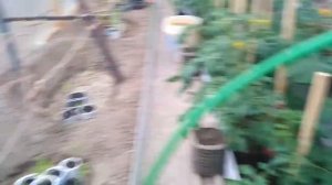 Самая лучшая мульча, для Винограда 🍇👌💯 - 100 в 1-одном плюсов👌💯