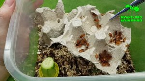 Содержание знахарей, тараканов, мокриц и гипоаспис