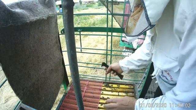 "Узбечка"-пчелопакеты.2 месяца пролетело.Каких пчел покупать весной и где. смотреть онлайн