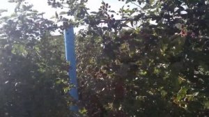 ежевика лох тей, ломаем стереотипы-часть 2