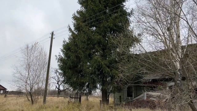 Жизнь в деревне | Новый саженец | Осень 2023 | КУПИЛИ ДОМ В ДЕРЕВНЕ смотреть онлайн