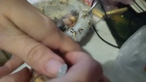 Кольцевание зебровых амадин