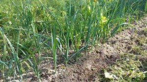 Выращивание ЛУКА- ПОРЕЯ