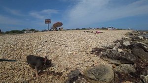 СОБАКА НА МОРЕ французский бульдог