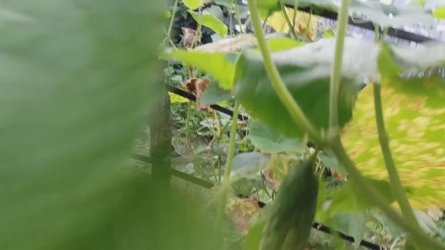 ✔Огурцы//китайское чудо//родничок//зятёк//на зависть соседям смотреть онлайн