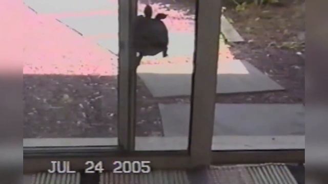 ПРИКОЛЫ С ЖИВОТНЫМИ / Смешные Животные Собаки Кошки Смешные Коты /Приколы с котами Забавные Животны смотреть онлайн