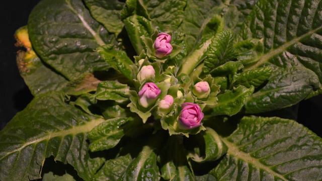 Flower Blooming Time Lapse смотреть онлайн