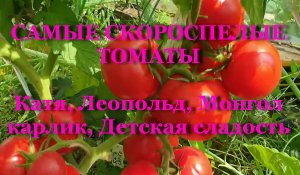 САМЫЕ СКОРОСПЕЛЫЕ ТОМАТЫ Катя, Леопольд, Монгол карлик, Детская сладость