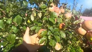 Яблоня Московское Зимнее. Обзор. Осенне-зимний сорт.