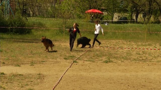 Длинношёрстная НЕМЕЦКАЯ ОВЧАРКА GERMAN SHEPHERD