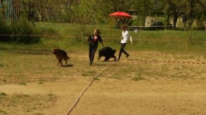 Длинношёрстная НЕМЕЦКАЯ ОВЧАРКА GERMAN SHEPHERD