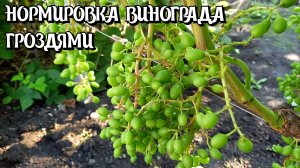 Нормировка винограда гроздями.
