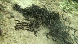 Полосатый угрехвост.