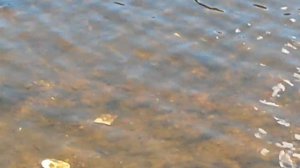 Зубцов. Место впадения р. Вазузы в Волгу