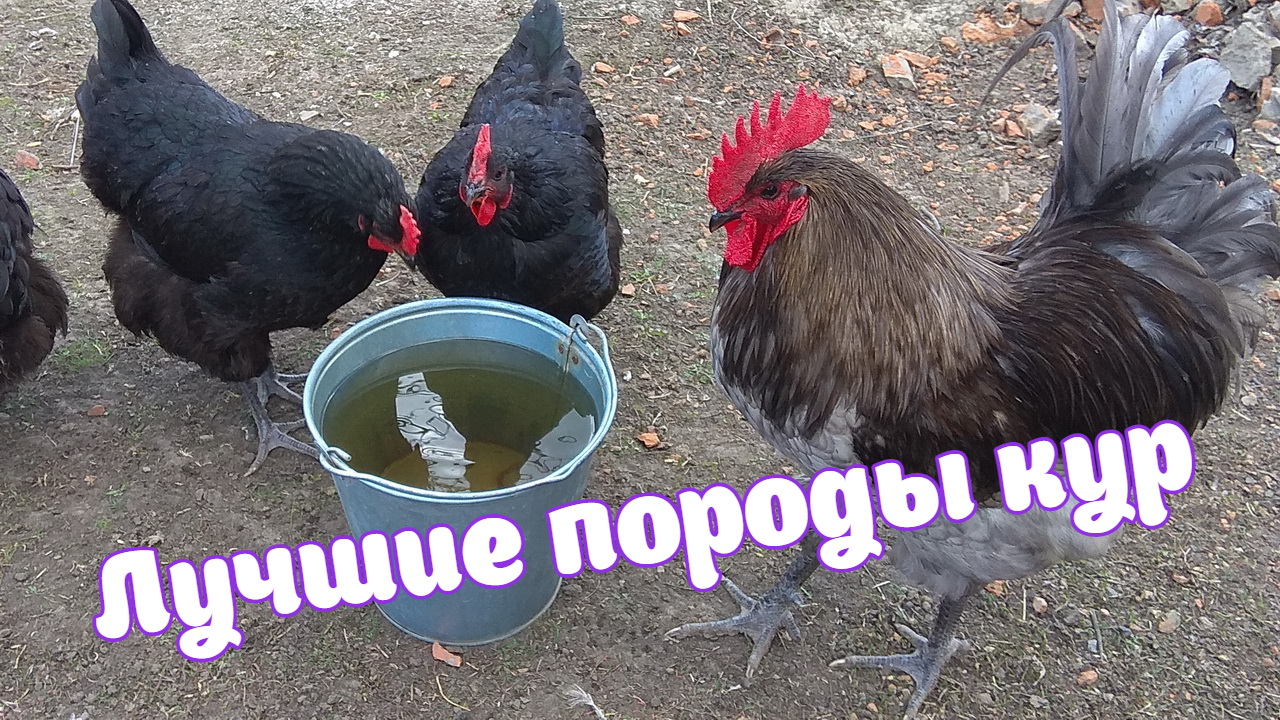 Лучшие породы кур. Джерсийский гигант.