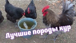 Лучшие породы кур. Джерсийский гигант.