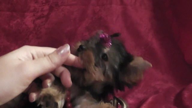 ЭЛИТНЫЕ КУКОЛЬНЫЕ ЙОРКИ НА САЙТЕ MARIYA-YORKSHIRETERR.NAROD.RU смотреть онлайн