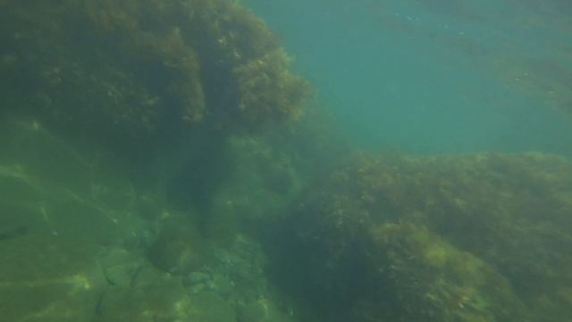 Подводная съемка в Крыму.