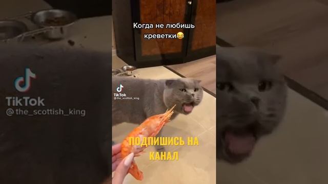 КОТ РЫГАЕТ ПРИ ЗАПАХЕ КРЕВЕТКИ