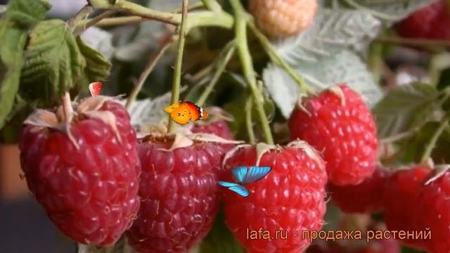 Малина ремонтантная Дочь Геракла (rubus idaeus) ? обзор: как сажать, саженцы малины Дочь Геракла