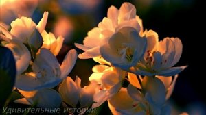 Миллиардер отдал дочь в жёны уличному бомжу. Но когда она родила двойню, а её муж сбежал...