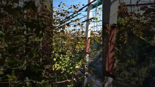 Затеняющая сетка против заморозка 28 октября 2021 г. смотреть онлайн