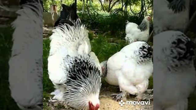 Brahma декоративные куры смотреть онлайн