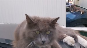 Кот на капоте автомобиля.