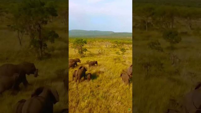 Africa - Elephants in Namibia, Elephants Herd KwaZulu-Natal Bush, Wildebeest in Savannah Plains