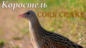 Коростель в период размножения