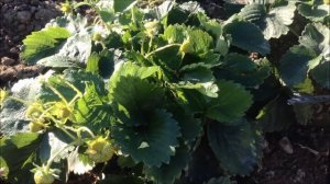 18.Клубника. Новомодные сорта клубники.