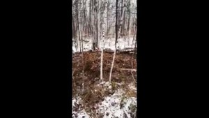 Нападение медведя на камчатских подростков. Жуткая история