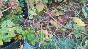 Выкопала гиппеаструмы