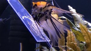 The fish in the aquarium having laid eggs Рыбки в аквариуме отложили икру