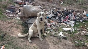 Ит уруши ХУЖАНД Сак жанги Хужанд Сабачний бой Хужанд