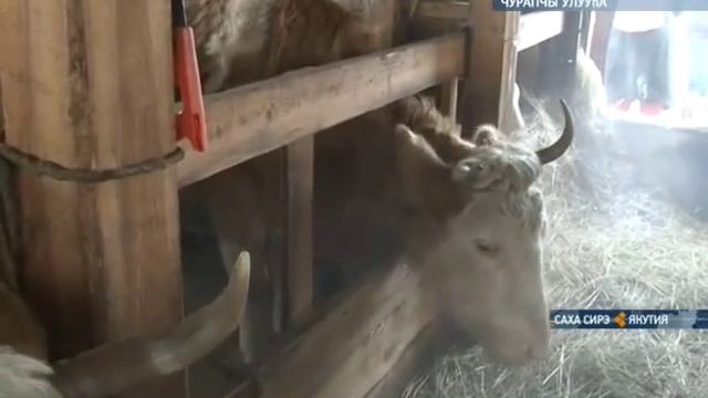 Целлофан - как строительный материал смотреть онлайн