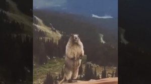 Бобер кричит в горах