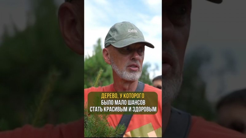 Дерево, у которого было мало шансов стать красивым и здоровым
