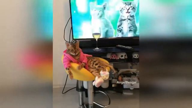 Angel Bengal Хорошее настроение смотреть онлайн