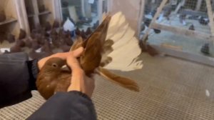 Питомник "Западный" Мариупольские ч4. +7 909 667-53-00 Виктор