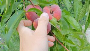 Инжирный персик Свит Ринг (Sweet Ring) полностью созрел 18.07.2020