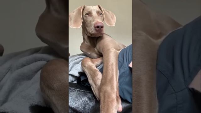 PRETTY WEIMARANER PUPPY