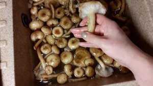 Как отличить опята ложные от настоящих - Съедобный гриб