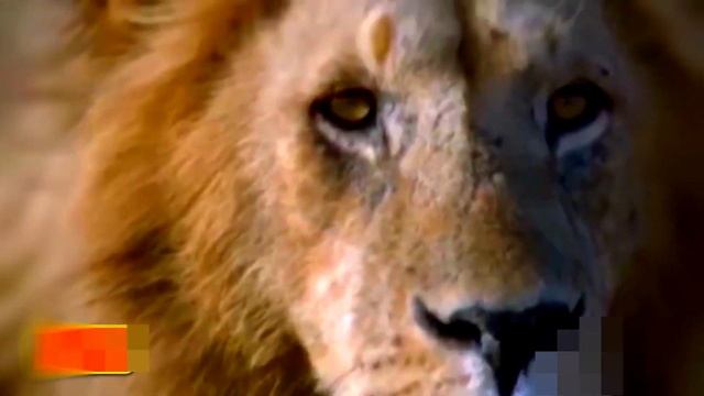 Мать- гепард защищает детенышей от мужского льва смотреть онлайн