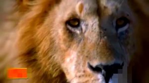 Мать- гепард защищает детенышей от мужского льва