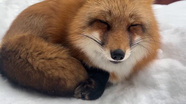 Алиса - лиса. Тут лежала смотреть онлайн