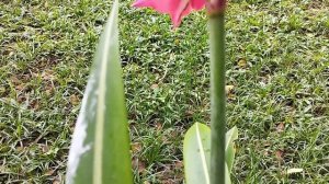 Exploring Lily Varieties: Barbados, Easter, Cacao, and Amaryllis! 🌺🌸 #lillyflower